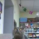 Подробнее об объявлении «Найден кот Ханты-Мансийск» Фото: найдена кошка Британская короткошерстная «Найден кот Ханты-Мансийск» в г. Ханты-Мансийск