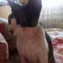 Подробнее об объявлении «Найдена кошка Орехово-Зуево» Фото: найдена кошка Корниш-рекс «Найдена кошка Орехово-Зуево» в г. Орехово-Зуево