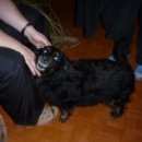 Подробнее об объявлении «Пропала собака кобель Санкт-Петербург» Фото: пропала собака  «Пропала собака кобель Санкт-Петербург» в г. Санкт-Петербург