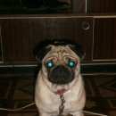 Подробнее об объявлении «Пропала собака             Гатчина» Фото: пропала собака Мопс «Пропала собака             Гатчина» в г. Гатчина