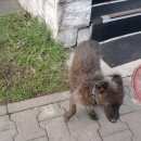 Подробнее об объявлении «Найдена собака кобель, размер терьера, стриженый, кудрявый, с синим ошейником Химки» Фото: найдена собака  «Найдена собака кобель, размер терьера,...» в г. Химки