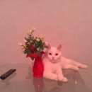 Подробнее об объявлении «Пропал кот Оренбург» Фото: пропала кошка  «Пропал кот Оренбург» в г. Оренбург