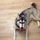 Подробнее об объявлении «Пропала собака Нижний Новгород» Фото: пропала собака Сибирская хаски «Пропала собака Нижний Новгород» в г. Нижний Новгород