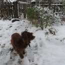 Подробнее об объявлении «Нижний Новгород Найдена собака кобель» Фото: найдена собака  «Нижний Новгород Найдена собака кобель» в г. Нижний Новгород