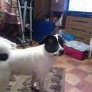 Подробнее об объявлении «Пропала собака кобель бим Санкт-Петербург» Фото: пропала собака  «Пропала собака кобель бим Санкт-Петербург» в г. Санкт-Петербург