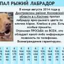 Подробнее об объявлении «Пропала собака кобель Дедовск» Фото: пропала собака Лабрадор ретривер «Пропала собака кобель Дедовск» в г. Дедовск