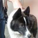 Подробнее об объявлении «Найдена собака кобель Самара» Фото: найдена собака  «Найдена собака кобель Самара» в г. Самара