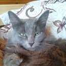 Подробнее об объявлении «Мытищи Пропала кошка» Фото: пропала кошка Русская голубая «Мытищи Пропала кошка» в г. Мытищи