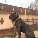Подробнее об объявлении «Пропала собака кобель Медынь» Фото: пропала собака Кане-корсо «Пропала собака кобель Медынь» в г. Медынь