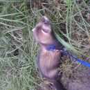 Подробнее об объявлении «Краснодар Пропал хорек» Фото: пропало другое животное  «Краснодар Пропал хорек» в г. Краснодар