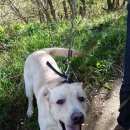 Подробнее об объявлении «Москва Найдена собака кобель лабрадор м. новокосино» Фото: найдена собака Лабрадор ретривер «Москва Найдена собака кобель лабрадор м....» в г. Москва