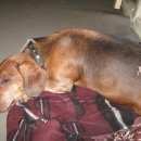 Подробнее об объявлении «Найдена собака кобель Ростов-на-Дону» Фото: найдена собака Такса «Найдена собака кобель Ростов-на-Дону» в г. Ростов-на-Дону