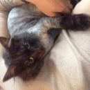 Подробнее об объявлении «Пропал кот Абрамцево» Фото: пропала кошка  «Пропал кот Абрамцево» в г. Абрамцево