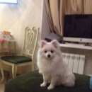 Подробнее об объявлении «Пропала собака кобель Троицк» Фото: пропала собака Немецкий шпиц «Пропала собака кобель Троицк» в г. Троицк