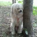Подробнее об объявлении «Липецк Пропала собака кобель любимец» Фото: пропала собака Китайская хохлатая собака «Липецк Пропала собака кобель любимец» в г. Липецк