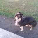 Подробнее об объявлении «Пропала собака кобель Самара» Фото: пропала собака Шелти «Пропала собака кобель Самара» в г. Самара