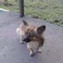 Подробнее об объявлении «Новокузнецк Найдена собака» Фото: найдена собака  «Новокузнецк Найдена собака» в г. Новокузнецк