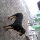 Подробнее об объявлении «Новокузнецк Найдена собака» Фото: найдена собака  «Новокузнецк Найдена собака» в г. Новокузнецк