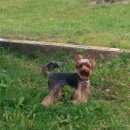 Подробнее об объявлении «Пропала собака кобель Кемерово» Фото: пропала собака Йоркширский терьер «Пропала собака кобель Кемерово» в г. Кемерово