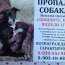 Подробнее об объявлении «Москва Пропала собака кобель» Фото: пропала собака Курцхаар «Москва Пропала собака кобель» в г. Москва