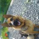 Подробнее об объявлении «Пропала собака помогите найти   Омск» Фото: пропала собака Немецкая овчарка «Пропала собака помогите найти   Омск» в г. Омск