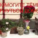 Подробнее об объявлении «Пропал кот Уват» Фото: пропала кошка Британская короткошерстная «Пропал кот Уват» в г. Уват