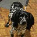 Подробнее об объявлении «Воронеж Найдена собака» Фото: найдена собака  «Воронеж Найдена собака» в г. Воронеж