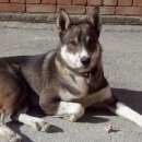 Подробнее об объявлении «Пропала собака кобель друг Гай» Фото: пропала собака Западно-сибирская лайка «Пропала собака кобель друг Гай» в г. Гай