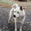 Подробнее об объявлении «Аксай (Ростовская обл.) Найдена собака кобель» Фото: найдена собака Сибирская хаски «Аксай (Ростовская обл.) Найдена собака кобель» в г. Аксай (Ростовская обл.)