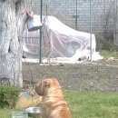 Подробнее об объявлении «Пропала собака Ульяновск» Фото: пропала собака  «Пропала собака Ульяновск» в г. Ульяновск