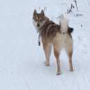 Подробнее об объявлении «Пермь Пропала собака лайка» Фото: пропала собака Западно-сибирская лайка «Пермь Пропала собака лайка» в г. Пермь