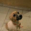 Подробнее об объявлении «Белгород Найдена собака» Фото: найдена собака  «Белгород Найдена собака» в г. Белгород