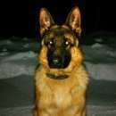 Подробнее об объявлении «Пропала собака кобель Богородск» Фото: пропала собака Немецкая овчарка «Пропала собака кобель Богородск» в г. Богородск