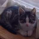 Подробнее об объявлении «Одинцово Пропал кот» Фото: пропала кошка  «Одинцово Пропал кот» в г. Одинцово