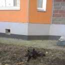 Подробнее об объявлении «Найдена собака кобель Гатчина» Фото: найдена собака  «Найдена собака кобель Гатчина» в г. Гатчина