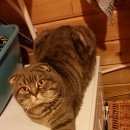 Подробнее об объявлении «Подольск Пропал кот -дружище» Фото: пропала кошка  «Подольск Пропал кот -дружище» в г. Подольск