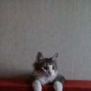 Подробнее об объявлении «Тверь Пропал кот» Фото: пропала кошка  «Тверь Пропал кот» в г. Тверь