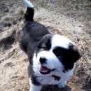 Подробнее об объявлении «Пропала собака кобель Пермь» Фото: пропала собака  «Пропала собака кобель Пермь» в г. Пермь