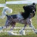 Подробнее об объявлении «Пропала собака Санкт-Петербург» Фото: пропала собака Китайская хохлатая собака «Пропала собака Санкт-Петербург» в г. Санкт-Петербург