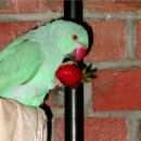 Подробнее об объявлении «Санкт-Петербург Пропал попугай ожереловый попугай» Фото: пропало другое животное  «Санкт-Петербург Пропал попугай ожереловый попугай» в г. Санкт-Петербург