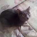 Подробнее об объявлении «Найдена кошка Москва» Фото: найдена кошка  «Найдена кошка Москва» в г. Москва