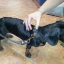 Подробнее об объявлении «Найдена собака такса Дзержинск» Фото: найдена собака Такса «Найдена собака такса Дзержинск» в г. Дзержинск