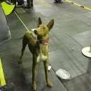 Подробнее об объявлении «Пропала собака щенок фараоновой собаки 6 мес. Санкт-Петербург» Фото: пропала собака Фараонова собака «Пропала собака щенок фараоновой собаки 6 мес....» в г. Санкт-Петербург