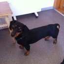 Подробнее об объявлении «Найдена собака кобель такса Ульяновск» Фото: найдена собака Такса «Найдена собака кобель такса Ульяновск» в г. Ульяновск