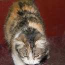 Подробнее об объявлении «Химки Найдена кошка» Фото: найдена кошка  «Химки Найдена кошка» в г. Химки