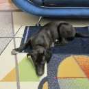 Подробнее об объявлении «Красноярск Найдена собака» Фото: найдена собака  «Красноярск Найдена собака» в г. Красноярск