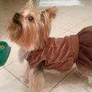 Подробнее об объявлении «Пропала собака Самара» Фото: пропала собака Йоркширский терьер «Пропала собака Самара» в г. Самара