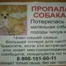 Подробнее об объявлении «Омск Пропала собака» Фото: пропала собака Чихуахуа «Омск Пропала собака» в г. Омск