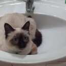 Подробнее об объявлении «Мытищи Пропал кот» Фото: пропала кошка Тайская «Мытищи Пропал кот» в г. Мытищи