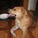 Подробнее об объявлении «Красноярск Найдена собака» Фото: найдена собака  «Красноярск Найдена собака» в г. Красноярск